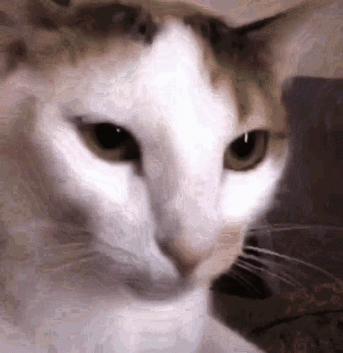 Dancing Cat Gif