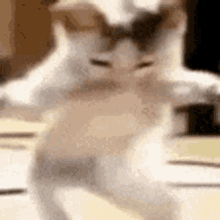 Dancing Cat Gif