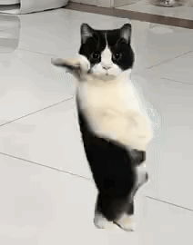 Dancing Cat Gif