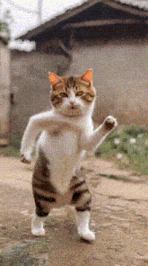 Dancing Cat Gif