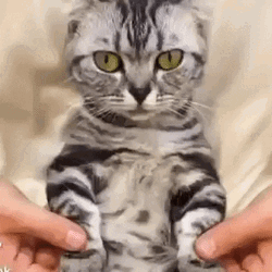 Dancing Cat Gif