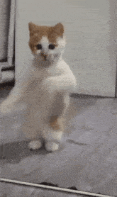 Dancing Cat Gif