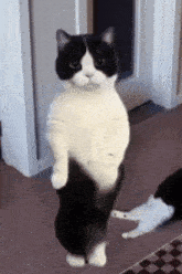 Dancing Cat Gif