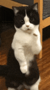 Dancing Cat Gif