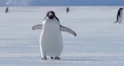 Penguins Gif
