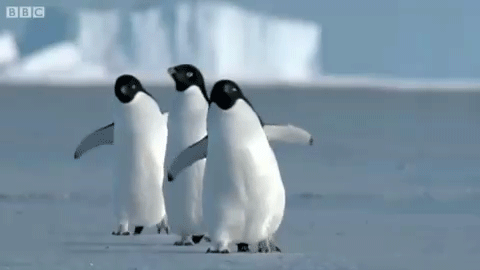 Penguins Gif