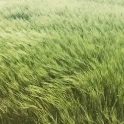 Wind Gif