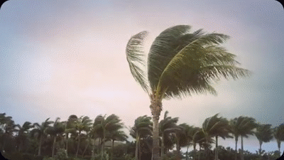 Wind Gif
