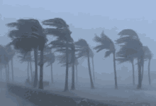 Wind Gif