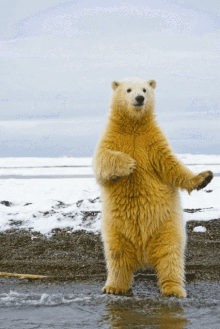 Bear Gif