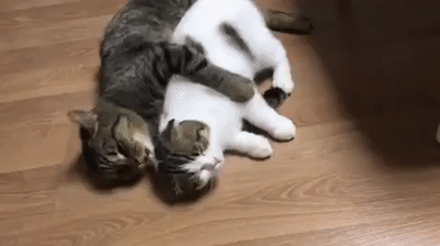 Cuddle Gif