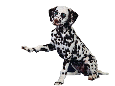 Dalmatian Dog Gif