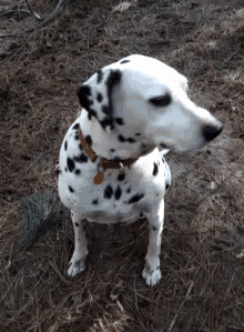 Dalmatian Dog Gif
