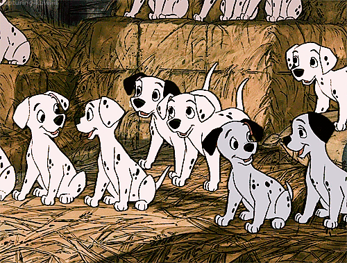 Dalmatian Dog Gif