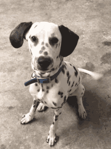 Dalmatian Dog Gif