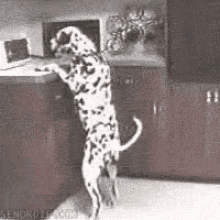 Dalmatian Dog Gif