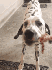 Dalmatian Dog Gif