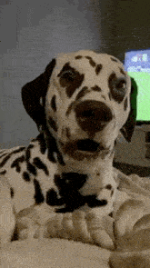 Dalmatian Dog Gif