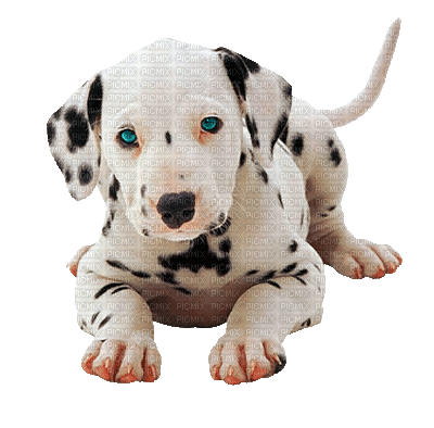 Dalmatian Dog Gif