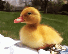 Duck Gif