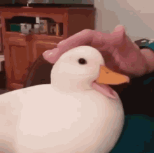 Duck Gif