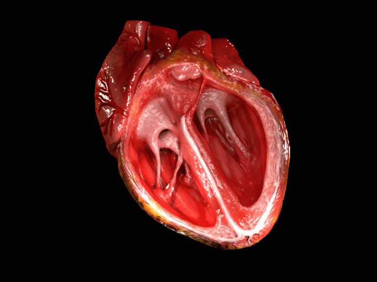 Heart Animated GIF