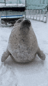Seal Gif
