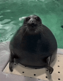 Seal Gif