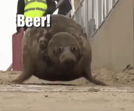 Seal Gif
