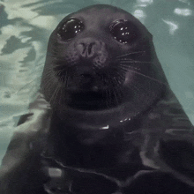 Seal Gif