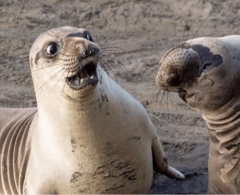 Seal Gif