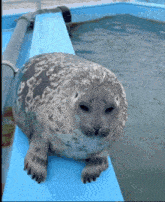 Seal Gif
