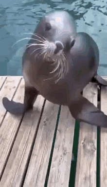 Seal Gif