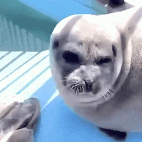 Seal Gif