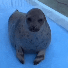 Seal Gif
