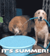Summer Gif