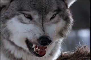 Wolf Gif