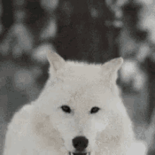 Wolf Gif