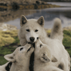 Wolf Gif