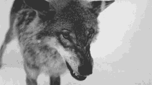 Wolf Gif