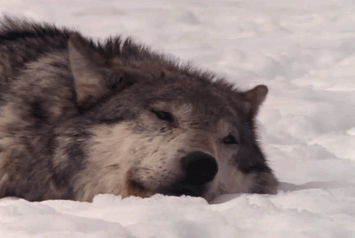 Wolf Gif