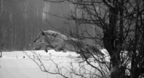 Wolf Gif
