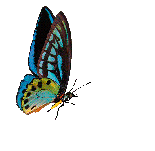 Butterfly Gif