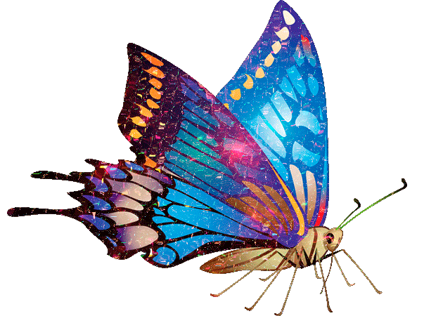 Butterfly Gif