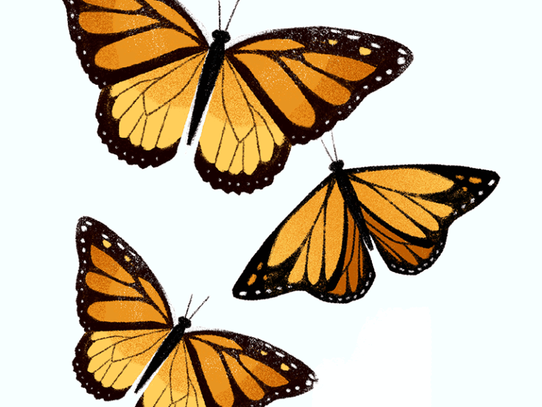 Butterfly Animated GIF
