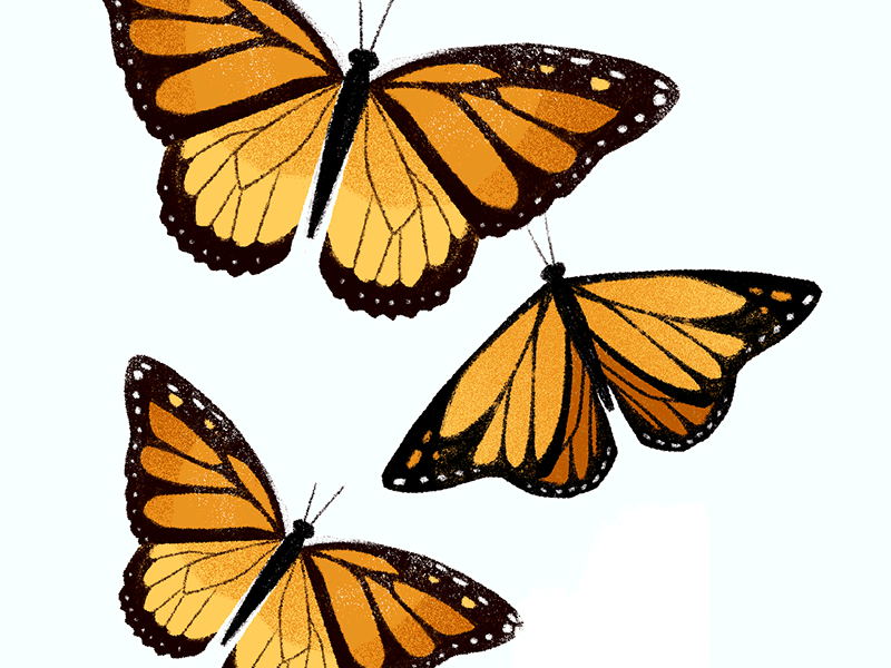 Butterfly Gif