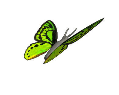 Butterfly Gif