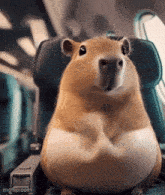 Capybara Gif