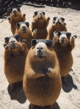 Capybara Gif