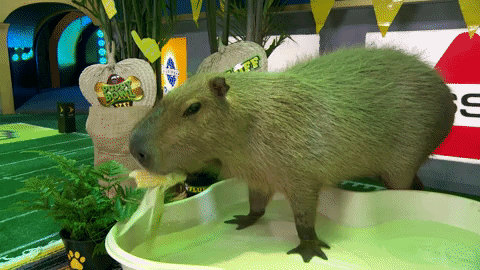 Capybara Gif